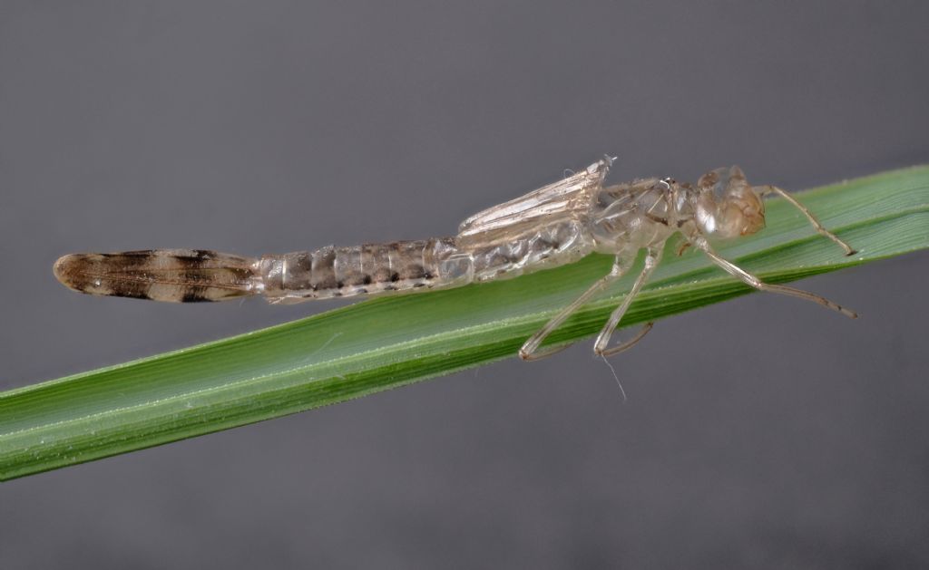 Coenagrionidae, anzi no, Lestidae: exuvia da id